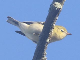 Bay-breasted Warbler - 9/2/21, Rose Valley Lake &copy; Bobby Brown