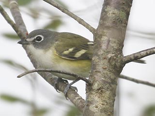 Blue-headed Vireo - 9/30/21, Rose Valley Lake &copy; Bobby Brown