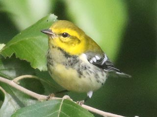 Black-throated Green Warbler - 8/15/21, SGL 252 &copy; Bobby Brown