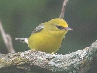Blue-winged Warbler - 8/15/21, SGL 252 &copy; Bobby Brown