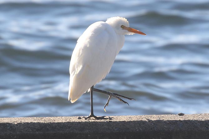 Cattle Egret - 11/12/21, Rose Valley Lake &copy; Bobby Brown