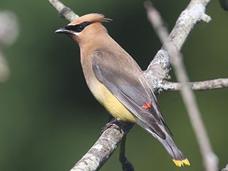 Cedar Waxwing - 9/4/21, Rose Valley Lake &copy; Bobby Brown