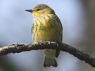 Cape May Warbler - 9/11/21, Rose Valley Lake &copy; Bobby Brown
