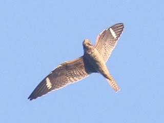 Common Nighthawk - 9/6/21, Mill St. &copy; Bobby Brown
