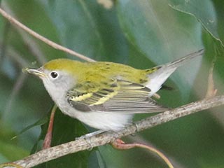 Chestnut-sided Warbler - 8/15/21, SGL 252 &copy; Bobby Brown