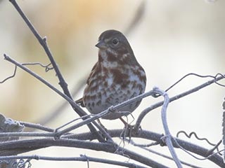 Fox Sparrow - 11/7/21, Robert Porter Allen Natural Area &copy; Bobby Brown