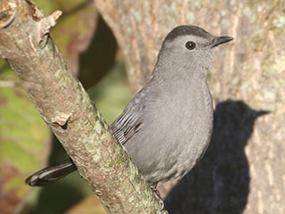Gray Catbird - 9/24/21, Rose Valley Lake &copy; Bobby Brown