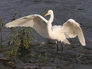 Great Egret - 8/15/21, Williamsport Dam &copy; Bobby Brown