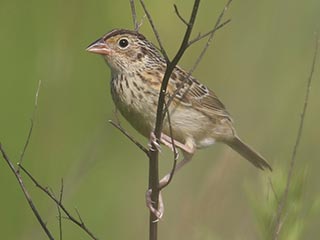 Grasshopper Sparrow - 8/1/21, Robert Porter Allen Natural Area &copy; Bobby Brown