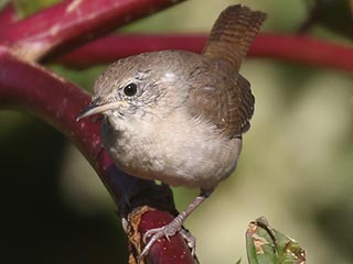 House Wren - 9/26/21, Robert Porter Allen Natural Area &copy; Bobby Brown