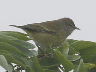 Orange-crowned Warbler - 10/2/21, Robert Porter Allen Natural Area &copy; Bobby Brown