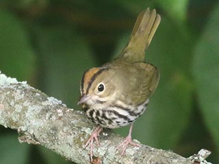 Ovenbird - 8/15/21, SGL 252 &copy; Bobby Brown