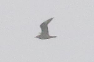 Parasitic Jaeger - 9/1/21, Greevy Boat Launch &copy; Bobby Brown