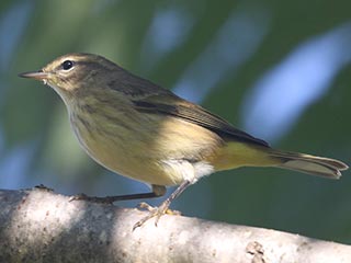 Palm Warbler - 9/26/21, Robert Porter Allen Natural Area &copy; Bobby Brown