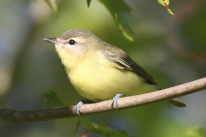 Philadelphia Vireo - 9/24/21, Rose Valley Lake &copy; Bobby Brown