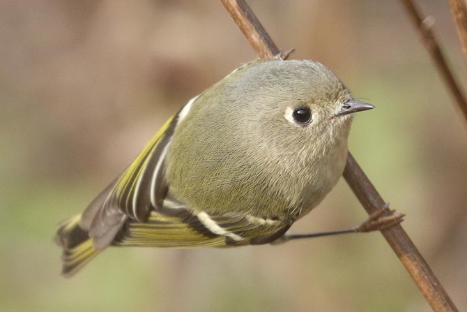 Ruby-crowned Kinglet - 11/17/21, Robert Porter Allen Natural Area &copy; Bobby Brown