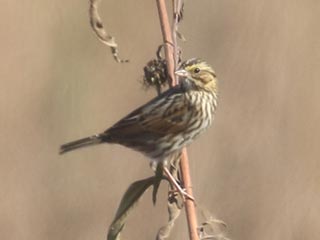Savannah Sparrow - 11/5/21, Robert Porter Allen Natural Area &copy; Bobby Brown
