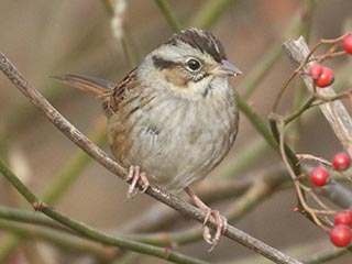 Swamp Sparrow - 11/14/21, Robert Porter Allen Natural Area &copy; Bobby Brown