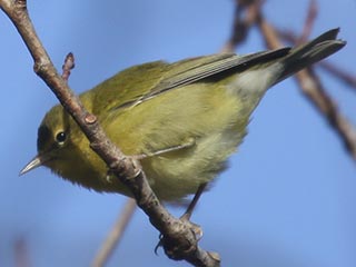 Tennessee Warbler - 10/1/21, Rose Valley Lake &copy; Bobby Brown