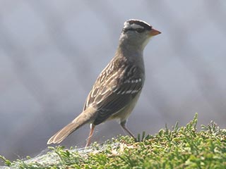White-crowned Sparrow - 9/25/21, Montoursville &copy; Bobby Brown