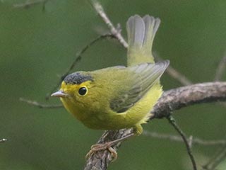 Wilson's Warbler - 8/28/21, Rose Valley Lake &copy; Bobby Brown