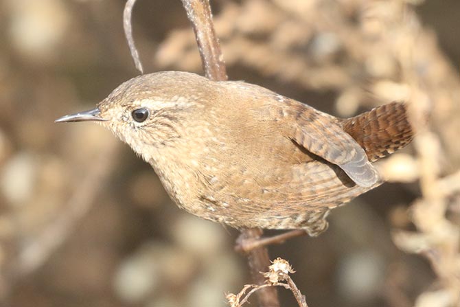 Winter Wren - 11/21/21, Robert Porter Allen Natural Area &copy; Bobby Brown