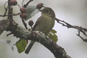 Yellow-bellied Flycatcher - 9/9/21, Williamsport Water Authority &copy; Bobby Brown