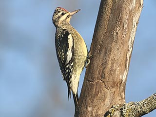 Yellow-bellied Sapsucker - 11/6/21, Rose Valley Lake &copy; Bobby Brown