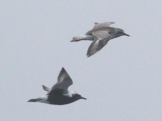 Black-bellied Plovers - 5/29/21, Rose Valley Lake &copy; Bobby Brown