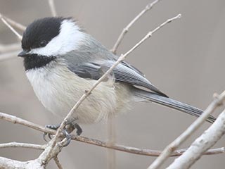 Black-capped Chickadee - 3/4/21, Mill St. &copy; Bobby Brown