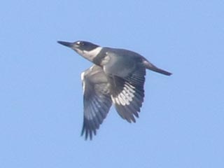 Belted Kingfisher - 3/20/21, Mill St. &copy; Bobby Brown