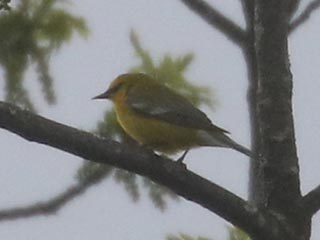 Blue-winged Warbler - 5/2/21, SGL 252 &copy; Bobby Brown
