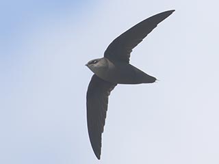 Chimney Swift - 5/8/21, Williamsport Dam &copy; Bobby Brown