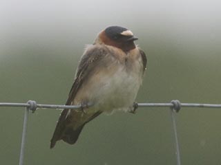 Cliff Swallow - 5/30/21, Mill St. &copy; Bobby Brown