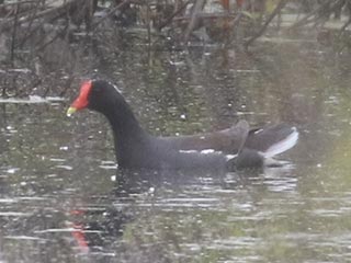 Common Gallinule - 5/16/21, SGL 252 &copy; Bobby Brown