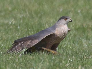 Cooper's Hawk - 4/6/21, Canfield Island &copy; Bobby Brown