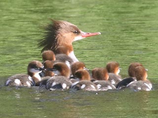 Common Mergansers - 5/31/21, Mill St. &copy; Bobby Brown