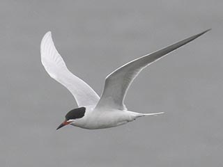 Forster's Tern - 5/5/21, Williamsport Dam &copy; Bobby Brown