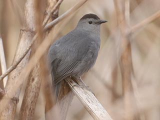 Gray Catbird - 4/28/21, Mill St. &copy; Bobby Brown