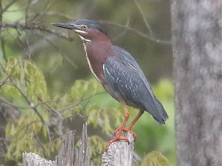 Green Heron - 5/9/21, SGL 252 &copy; Bobby Brown