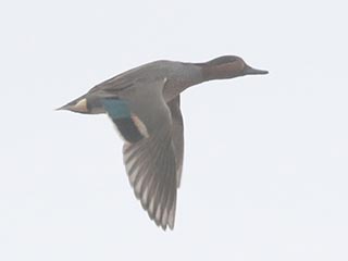 Green-winged Teal - 3/16/21, Robert Porter Allen N.A. &copy; Bobby Brown