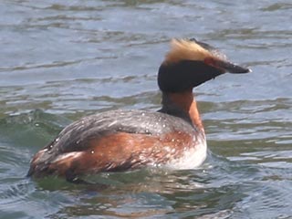 Horned Grebe - 5/8/21, Williamsport Dam &copy; Bobby Brown