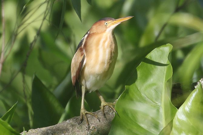 Least Bittern - 5/11/21, Robert Porter Allen Natural Area &copy; Bobby Brown