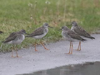 Lesser Yellowlegs - 5/9/21, Mill St. &copy; Bobby Brown