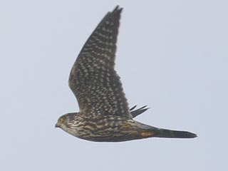 Merlin - 3/28/21, Mill St. &copy; Bobby Brown