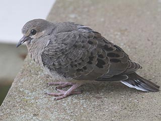 Mourning Dove - 4/16/21, Montoursville &copy; Bobby Brown