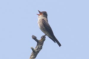 Olive-sided Flycatcher - 5/26/21, Rose Valley Lake &copy; Bobby Brown