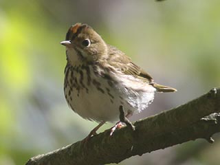 Ovenbird - 5/11/21, Skyline Dr. &copy; Bobby Brown