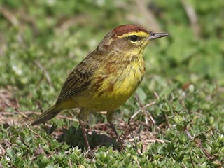 Palm Warbler - 4/7/21, South Williamsport Park &copy; Bobby Brown