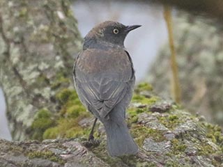 Rusty Blackbird - 3/28/21, Robert Porter Allen N.A. &copy; Bobby Brown